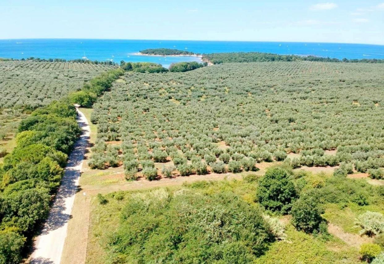 Apartments Vojvoda Poreč Zewnętrze zdjęcie